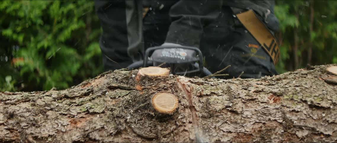 A man is cutting a tree in half during the daytime
