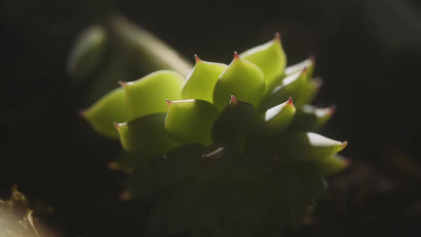 A close up clip of a plant