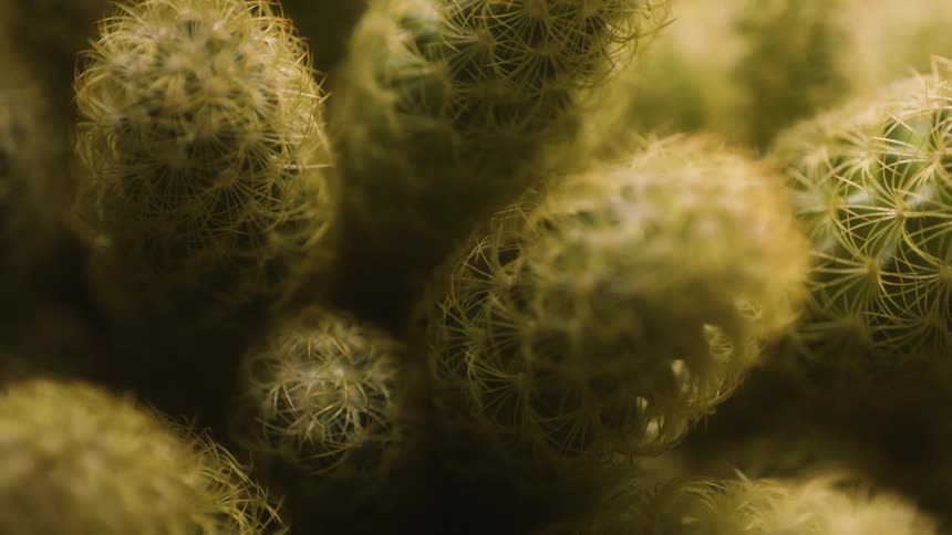 Extreme closeup on small greenish cacti with solar reflections