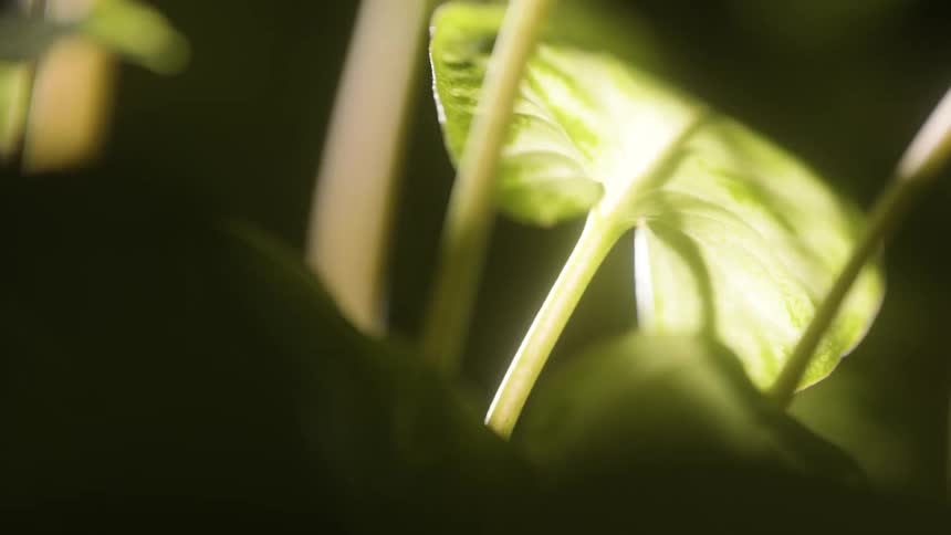 Close up of the green leaves of a plant in the dark illuminated by sunlight