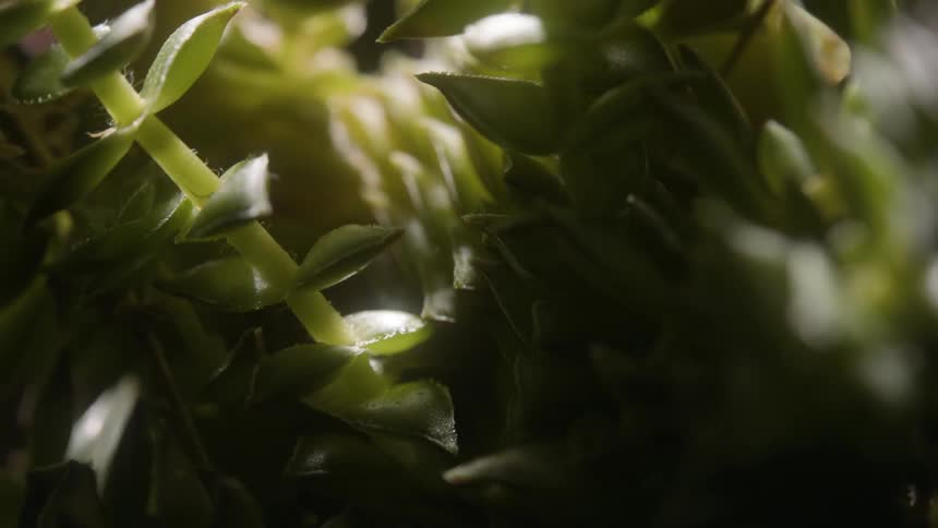 Closeup on a greenish succulent plant with sunlight