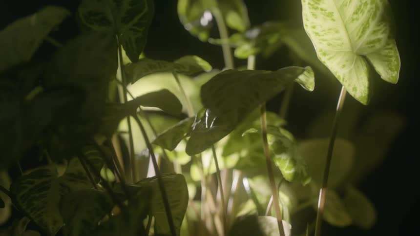 Light is shining on the microscopic view of plant stems