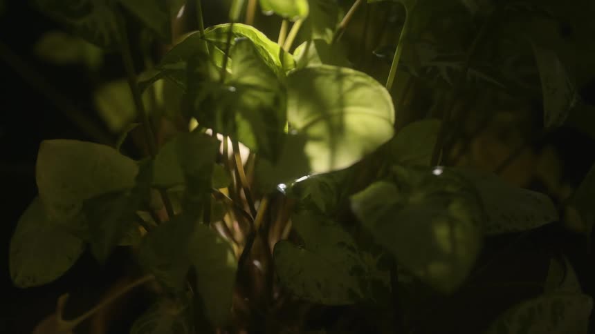 Sunlight shines over the green leafs of a plant