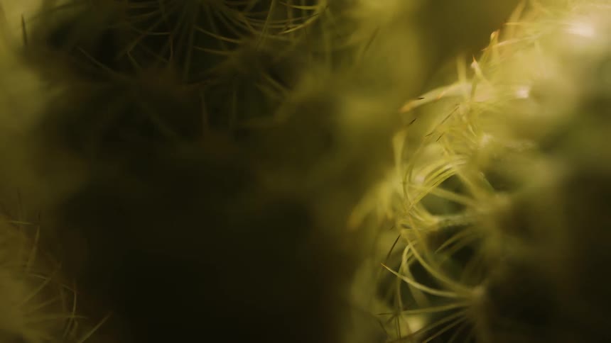Close up of a cactus on a dimly lit room