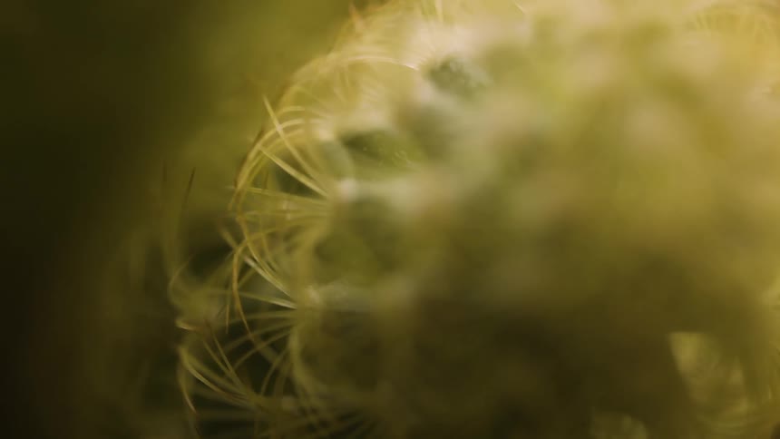 Macro lens exploring a backlit cactus
