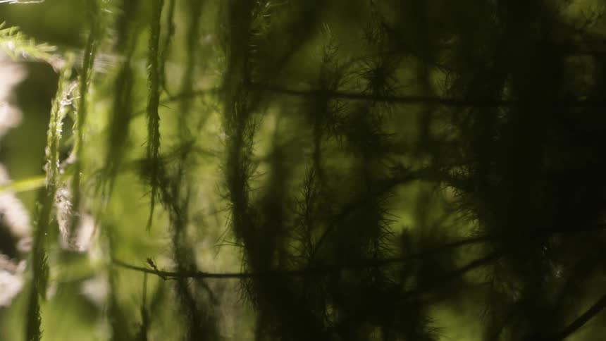 A closeup of a green plant with long thin leaves