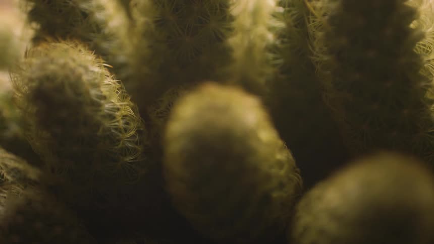 Extreme closeup in botany of small cacti with light reflection