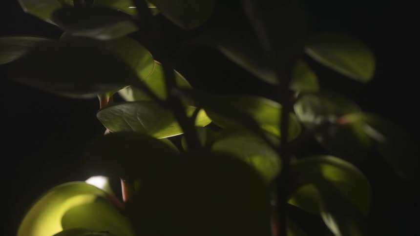 A plant rotates in the light of a dark space