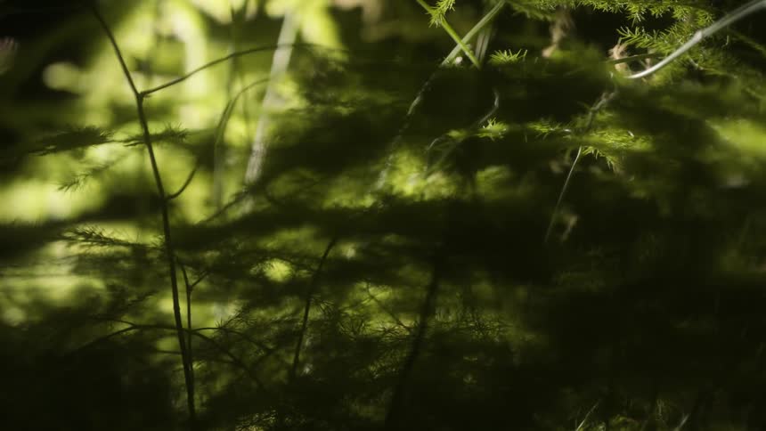 Closeup on a greenish plant with sunlight