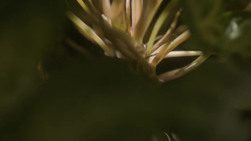 Closeup leaves stem of a greenish plant with sun reflection