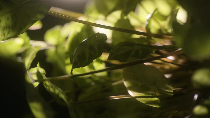 Closeup on a greenish botanical plant with sun reflection