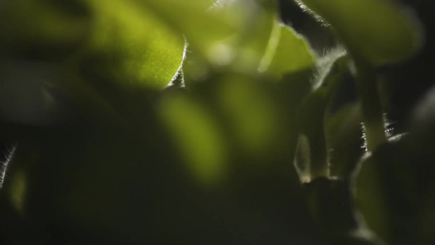 Sunlight shines over the leafs of a small green plant