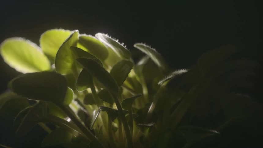 Ligth shines over the leafs of a small green plant