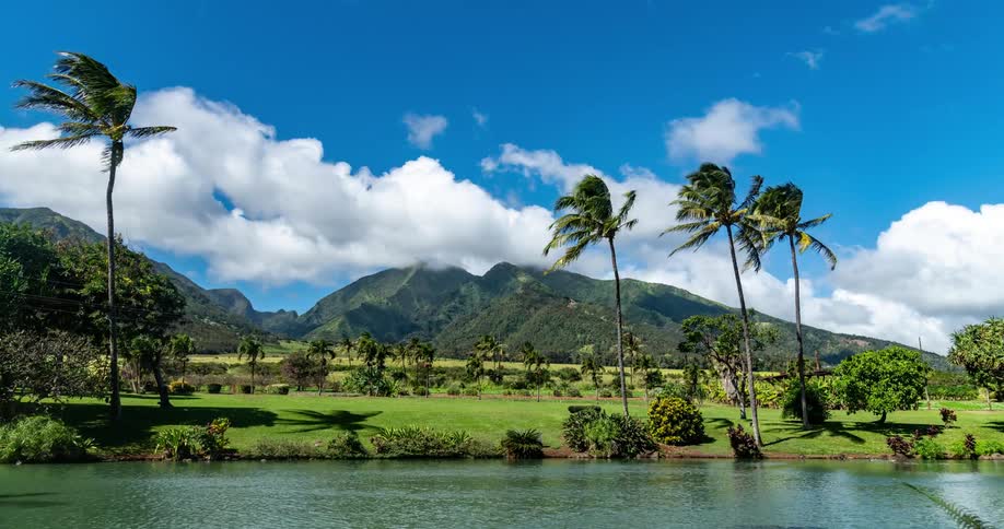 Time lapse of a grass field with palm trees next to a body of water