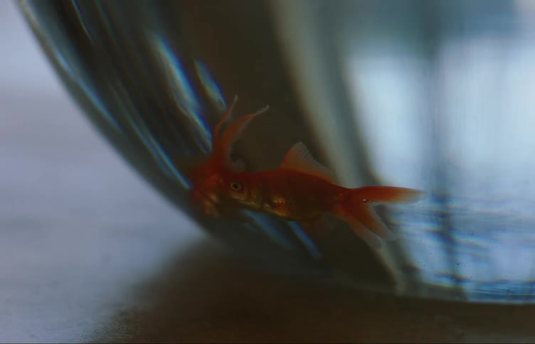 Close up of a couple of goldfish swimming on a fishbowl