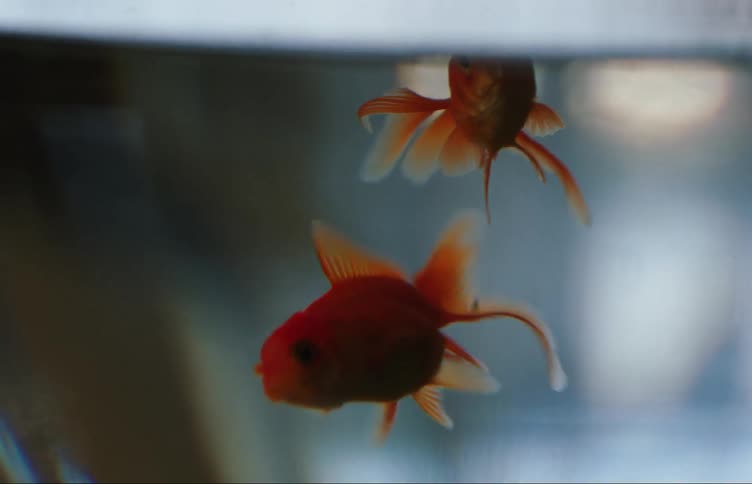 Close up of a couple of goldfish feeding on a fishbowl