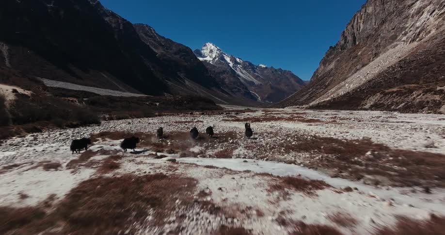 Herbivore herd runs across snowy plain between mountains during winter
