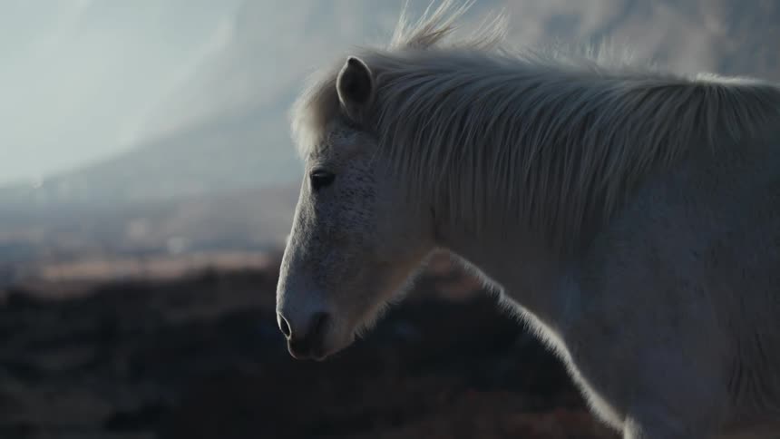 Closeup on a whitecoated horse on a hill in the mountains