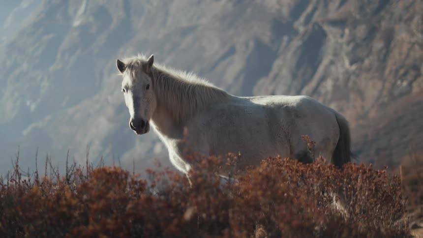 White horse on a mountain hill