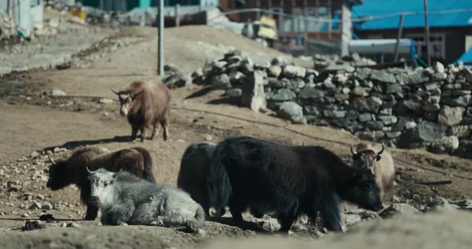Some quadrupedal animals of black color and some of brown color are eating something from the ground that has stones and sand