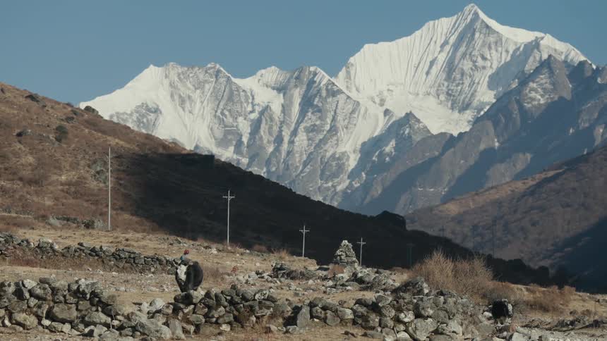 Cows walking across a rocky field in front of snow capped mountains
