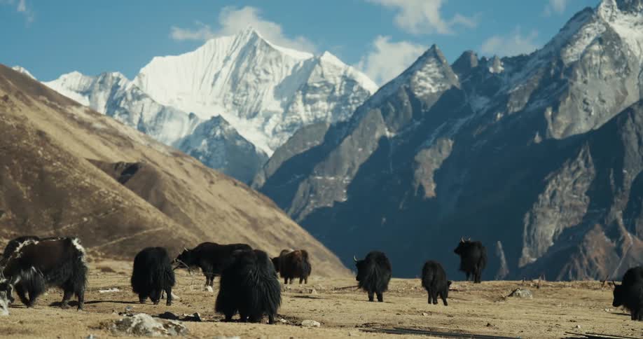 Buffaloes on a hill surrounded by mountain ranges in winter