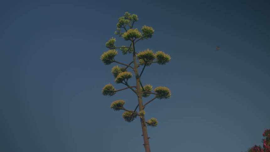 Tree filled with some cut branches and with a bird flying in a cloudless morning sky
