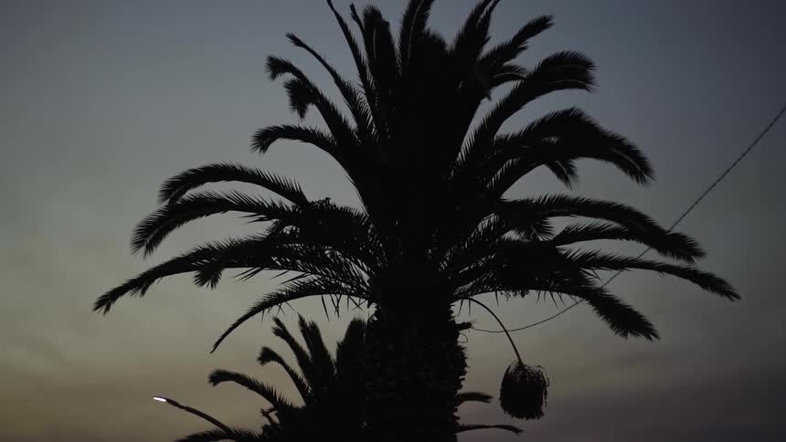 The wind is blowing the tree branches