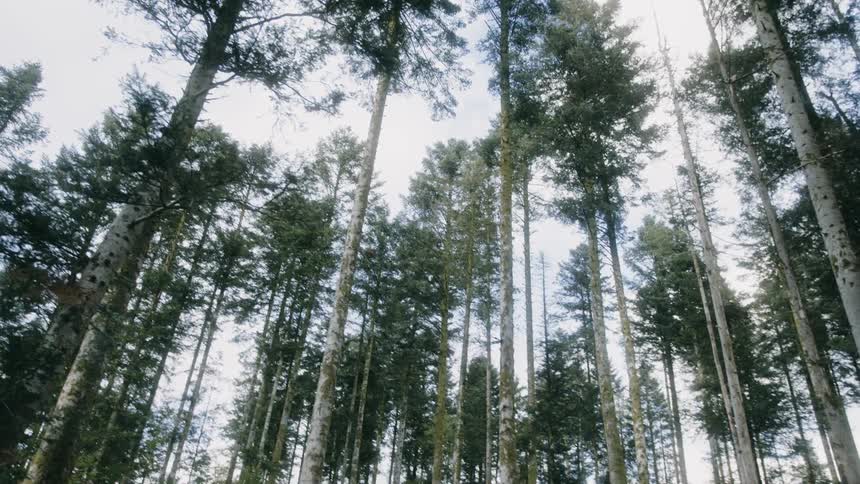 Tall thin conifers stand in forest under an overcast sky