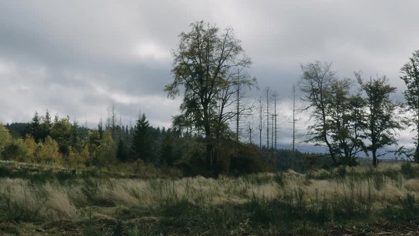 Dense clouds fill sky over forested mountain and grasslands
