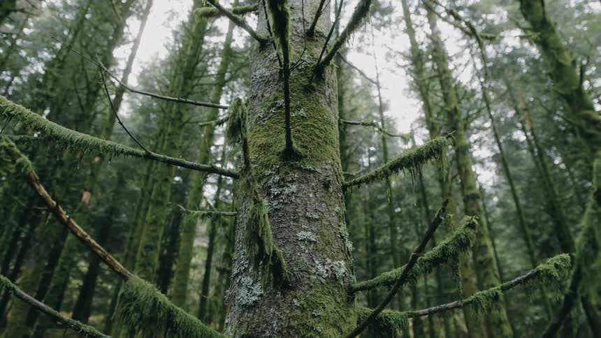 Moss covers ground and lower portion of tree in conifer forest
