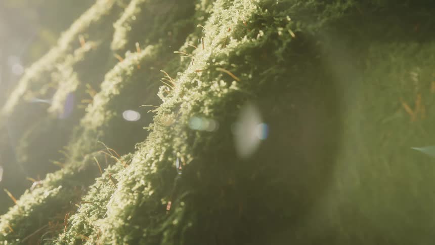 Lens glare overlays moss covered terrain