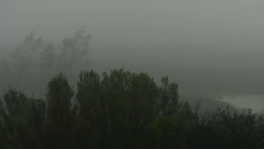 A foggy landscape with trees and bushes moving in the wind