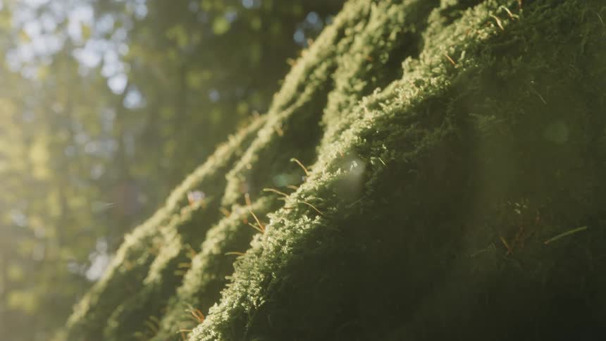 Trunk of a tree with mosses and the reflection of natural sunlight