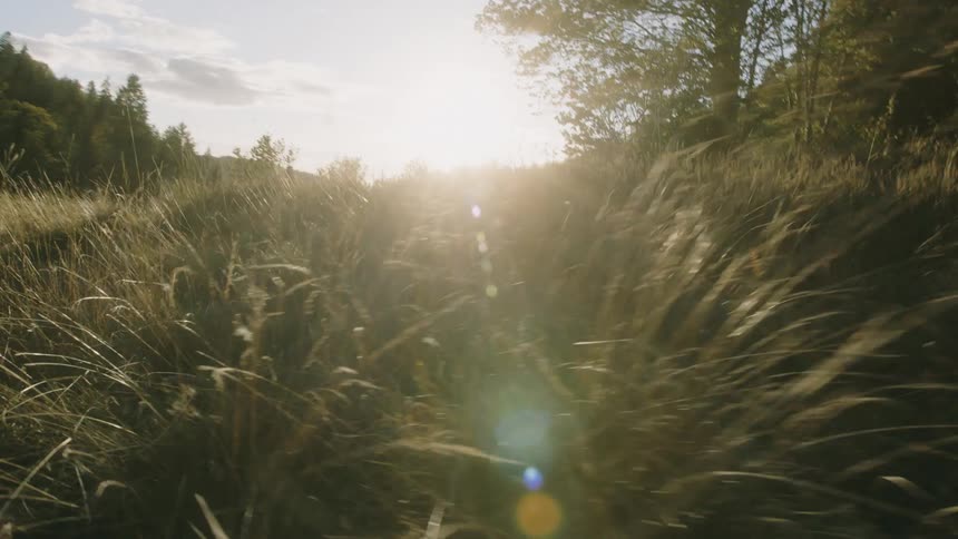 Fields with tall grass and forest trees around and the reflection of a strong sun during the day