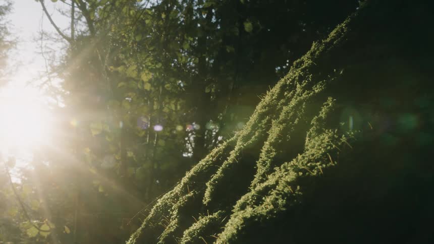 Sun shines over a rock covered with moss in the forest