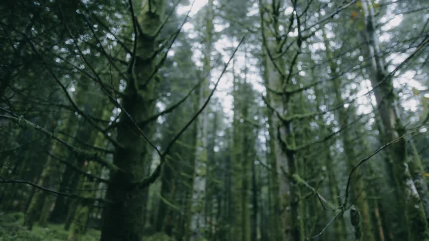 Tall trees in the dense forest during midday