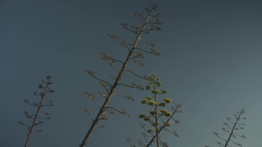 Top of agave plants against a blue sky