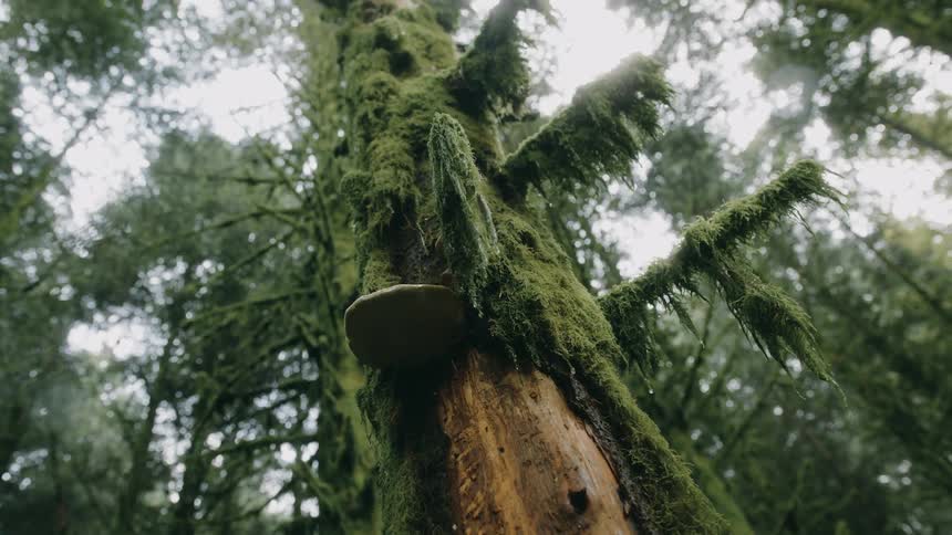 Tree with a trunk covered in muscles in the forest on a winter day