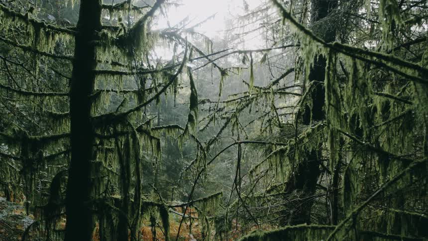 The forest is full of fog