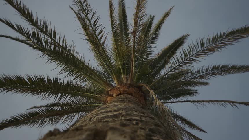 Upward view of a tropical coconut tree on a blue sky day