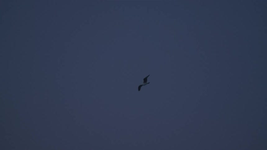 A bird flies high in the sky