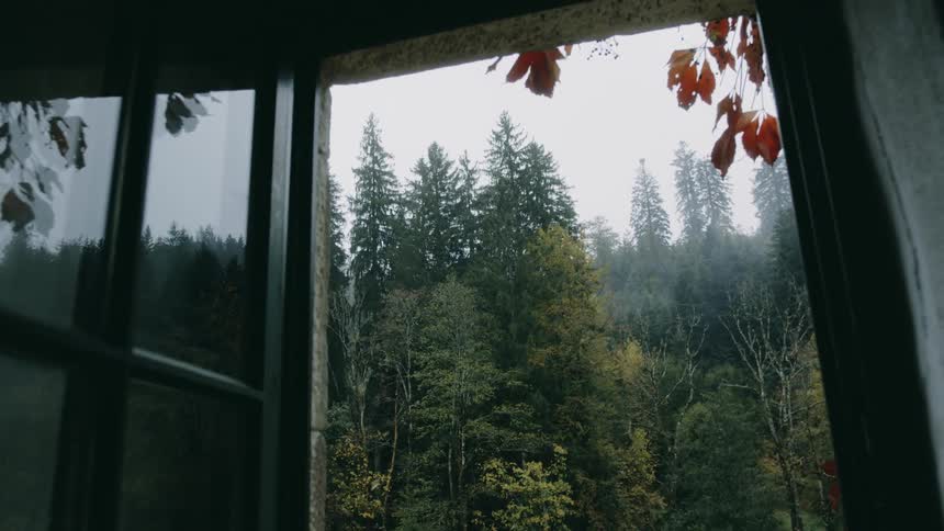 View from the window of a tree house in a forest on a rainy day