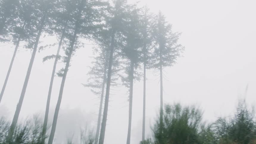 Extremely tall trees wreathed in fog
