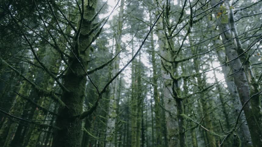 A forest is filled with numerous tall slender pine trees reaching up towards the sky