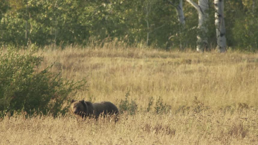 Grizzly bear foraging in an open field