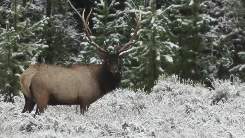 A bull elk standing in a snowy field