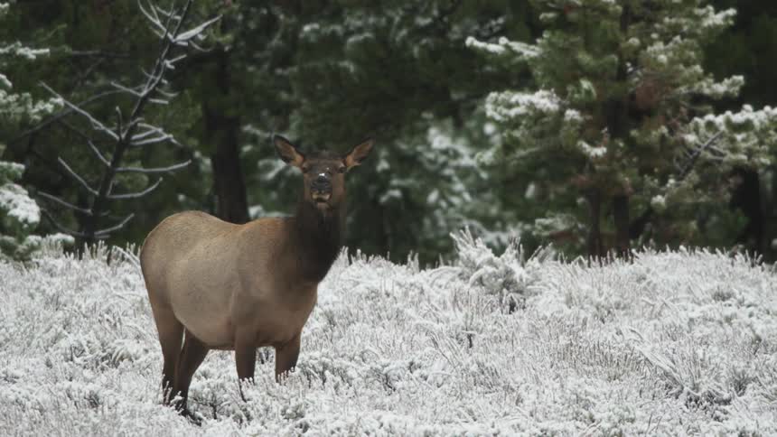 A cow elk with large antler stands in a snow covered field