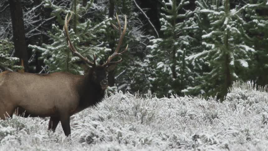 A bull elk with large antler stands in a snow covered meadow