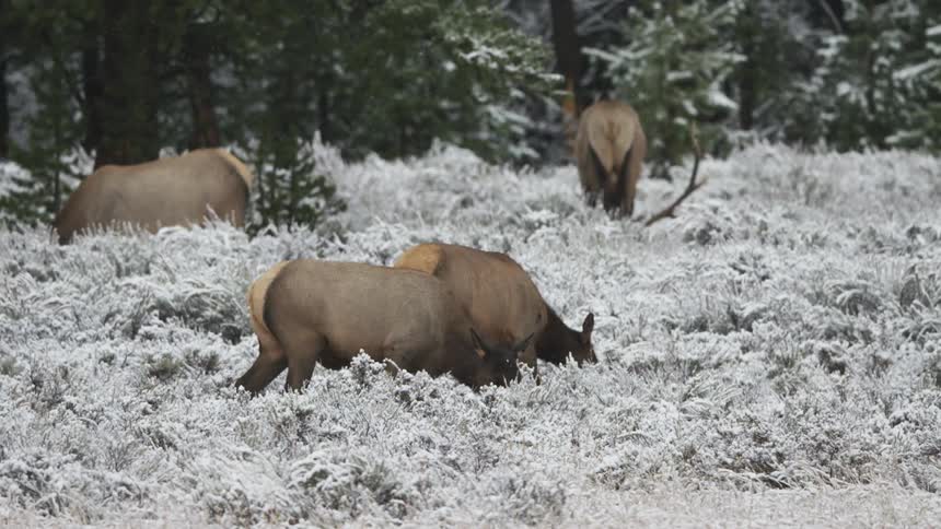 Elk graze in a snowy meadow